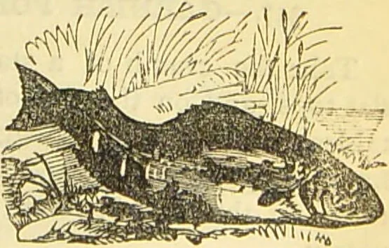 An illustration from The book of household management : comprising information for the mistress ... also, sanitary, medical, & legal memoranda; with a history of the origin, properties, and uses of all things connected with home life and comfort / by Mrs. Isabella Beeton., 1869, leaf 223