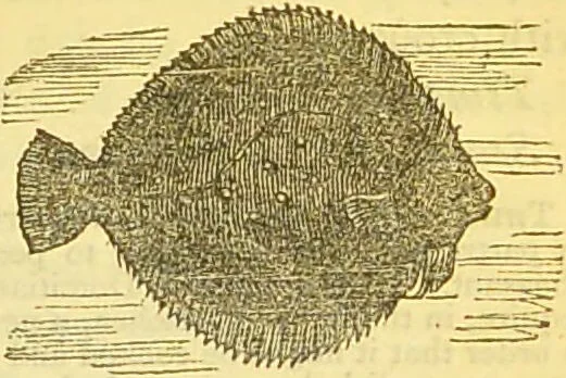 An illustration from The book of household management : comprising information for the mistress ... also, sanitary, medical, & legal memoranda; with a history of the origin, properties, and uses of all things connected with home life and comfort / by Mrs. Isabella Beeton., 1869, leaf 225
