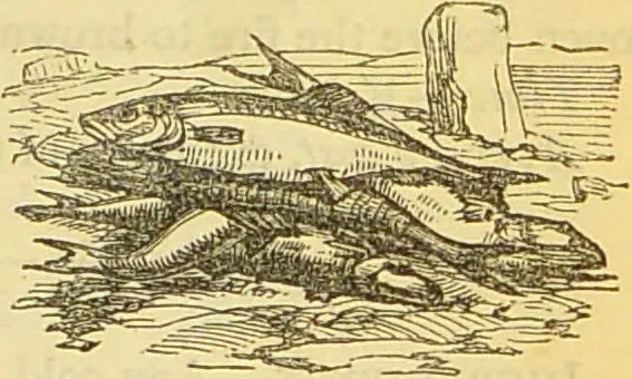 An illustration from The book of household management : comprising information for the mistress ... also, sanitary, medical, & legal memoranda; with a history of the origin, properties, and uses of all things connected with home life and comfort / by Mrs. Isabella Beeton., 1869, leaf 229