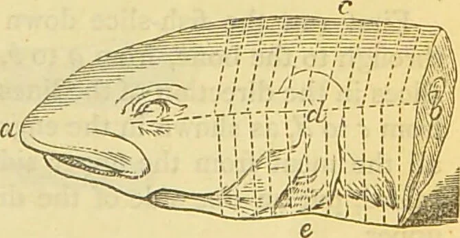 An illustration from The book of household management : comprising information for the mistress ... also, sanitary, medical, & legal memoranda; with a history of the origin, properties, and uses of all things connected with home life and comfort / by Mrs. Isabella Beeton., 1869, leaf 233