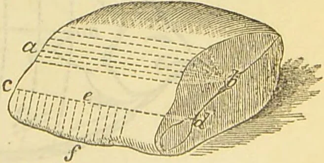 An illustration from The book of household management : comprising information for the mistress ... also, sanitary, medical, & legal memoranda; with a history of the origin, properties, and uses of all things connected with home life and comfort / by Mrs. Isabella Beeton., 1869, leaf 233