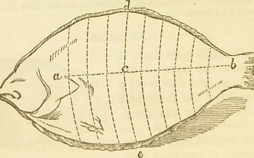 An illustration from The book of household management : comprising information for the mistress ... also, sanitary, medical, & legal memoranda; with a history of the origin, properties, and uses of all things connected with home life and comfort / by Mrs. Isabella Beeton., 1869, leaf 234