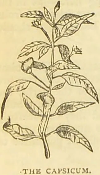 An illustration from The book of household management : comprising information for the mistress ... also, sanitary, medical, & legal memoranda; with a history of the origin, properties, and uses of all things connected with home life and comfort / by Mrs. Isabella Beeton., 1869, leaf 238