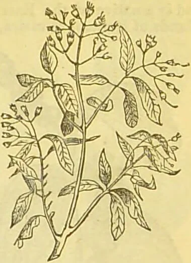 An illustration from The book of household management : comprising information for the mistress ... also, sanitary, medical, & legal memoranda; with a history of the origin, properties, and uses of all things connected with home life and comfort / by Mrs. Isabella Beeton., 1869, leaf 241