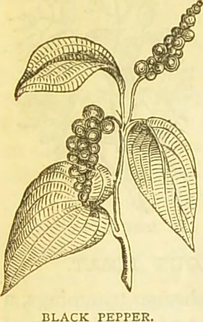 An illustration from The book of household management : comprising information for the mistress ... also, sanitary, medical, & legal memoranda; with a history of the origin, properties, and uses of all things connected with home life and comfort / by Mrs. Isabella Beeton., 1869, leaf 242