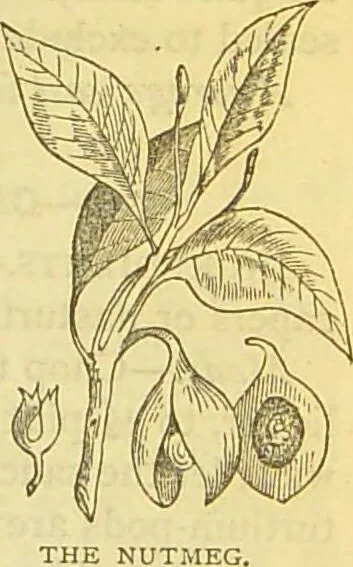 An illustration from The book of household management : comprising information for the mistress ... also, sanitary, medical, & legal memoranda; with a history of the origin, properties, and uses of all things connected with home life and comfort / by Mrs. Isabella Beeton., 1869, leaf 245