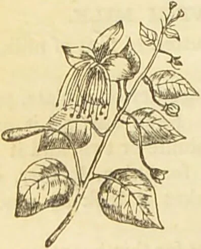 An illustration from The book of household management : comprising information for the mistress ... also, sanitary, medical, & legal memoranda; with a history of the origin, properties, and uses of all things connected with home life and comfort / by Mrs. Isabella Beeton., 1869, leaf 246