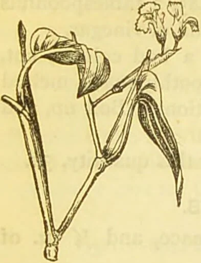 An illustration from The book of household management : comprising information for the mistress ... also, sanitary, medical, & legal memoranda; with a history of the origin, properties, and uses of all things connected with home life and comfort / by Mrs. Isabella Beeton., 1869, leaf 248