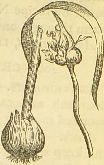 An illustration from The book of household management : comprising information for the mistress ... also, sanitary, medical, & legal memoranda; with a history of the origin, properties, and uses of all things connected with home life and comfort / by Mrs. Isabella Beeton., 1869, leaf 249