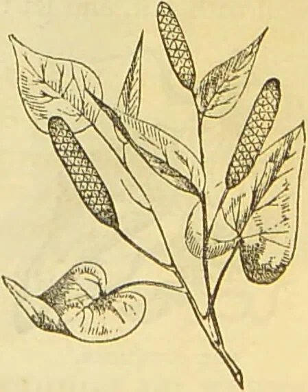 An illustration from The book of household management : comprising information for the mistress ... also, sanitary, medical, & legal memoranda; with a history of the origin, properties, and uses of all things connected with home life and comfort / by Mrs. Isabella Beeton., 1869, leaf 251