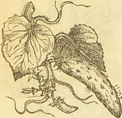 An illustration from The book of household management : comprising information for the mistress ... also, sanitary, medical, & legal memoranda; with a history of the origin, properties, and uses of all things connected with home life and comfort / by Mrs. Isabella Beeton., 1869, leaf 252