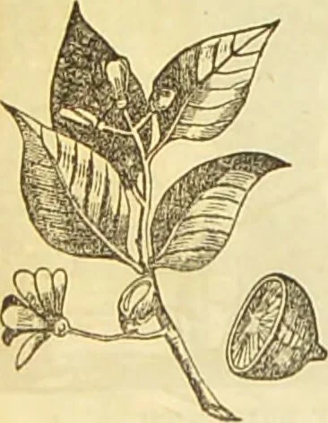 An illustration from The book of household management : comprising information for the mistress ... also, sanitary, medical, & legal memoranda; with a history of the origin, properties, and uses of all things connected with home life and comfort / by Mrs. Isabella Beeton., 1869, leaf 254