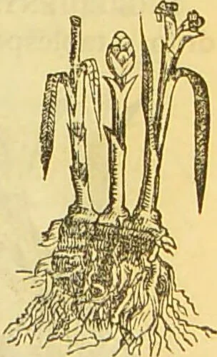 An illustration from The book of household management : comprising information for the mistress ... also, sanitary, medical, & legal memoranda; with a history of the origin, properties, and uses of all things connected with home life and comfort / by Mrs. Isabella Beeton., 1869, leaf 255