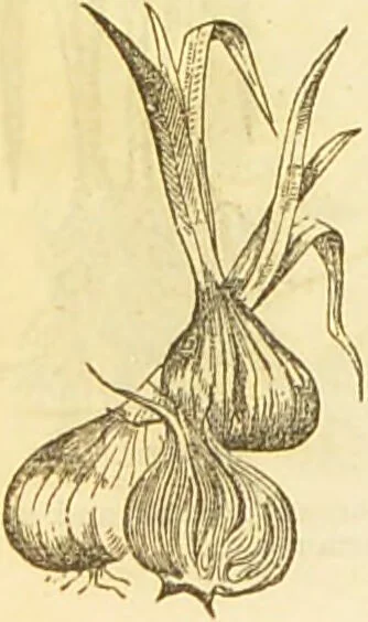 An illustration from The book of household management : comprising information for the mistress ... also, sanitary, medical, & legal memoranda; with a history of the origin, properties, and uses of all things connected with home life and comfort / by Mrs. Isabella Beeton., 1869, leaf 256