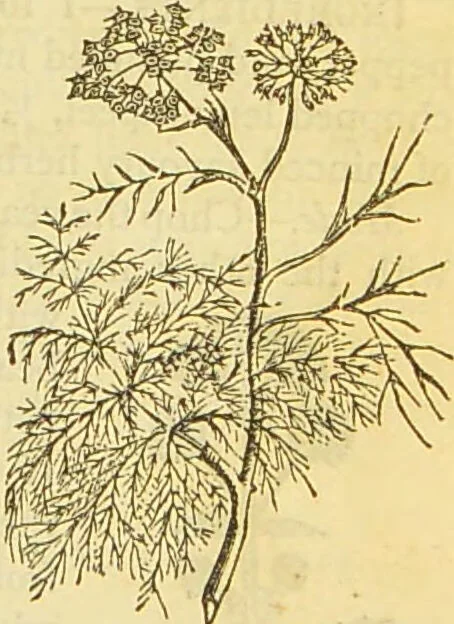 An illustration from The book of household management : comprising information for the mistress ... also, sanitary, medical, & legal memoranda; with a history of the origin, properties, and uses of all things connected with home life and comfort / by Mrs. Isabella Beeton., 1869, leaf 257