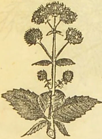An illustration from The book of household management : comprising information for the mistress ... also, sanitary, medical, & legal memoranda; with a history of the origin, properties, and uses of all things connected with home life and comfort / by Mrs. Isabella Beeton., 1869, leaf 258