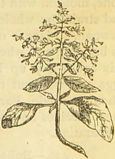 An illustration from The book of household management : comprising information for the mistress ... also, sanitary, medical, & legal memoranda; with a history of the origin, properties, and uses of all things connected with home life and comfort / by Mrs. Isabella Beeton., 1869, leaf 259
