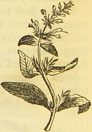 An illustration from The book of household management : comprising information for the mistress ... also, sanitary, medical, & legal memoranda; with a history of the origin, properties, and uses of all things connected with home life and comfort / by Mrs. Isabella Beeton., 1869, leaf 263