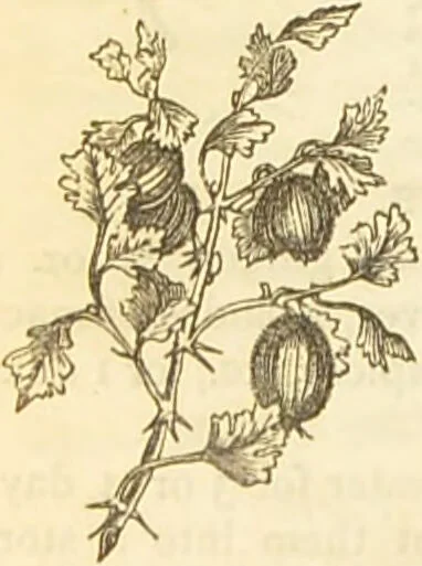 An illustration from The book of household management : comprising information for the mistress ... also, sanitary, medical, & legal memoranda; with a history of the origin, properties, and uses of all things connected with home life and comfort / by Mrs. Isabella Beeton., 1869, leaf 264