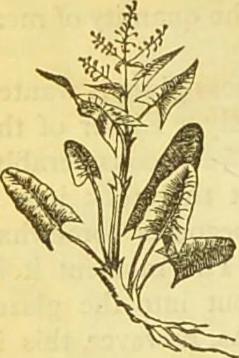 An illustration from The book of household management : comprising information for the mistress ... also, sanitary, medical, & legal memoranda; with a history of the origin, properties, and uses of all things connected with home life and comfort / by Mrs. Isabella Beeton., 1869, leaf 266