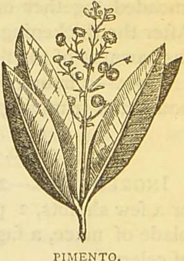 An illustration from The book of household management : comprising information for the mistress ... also, sanitary, medical, & legal memoranda; with a history of the origin, properties, and uses of all things connected with home life and comfort / by Mrs. Isabella Beeton., 1869, leaf 271