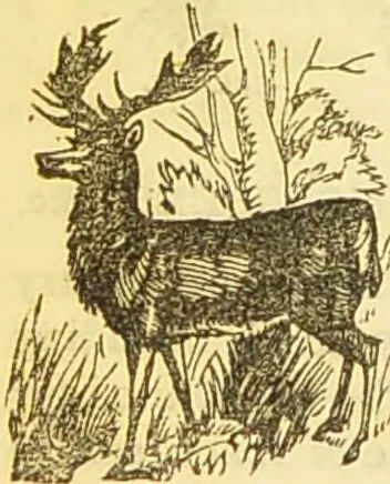 An illustration from The book of household management : comprising information for the mistress ... also, sanitary, medical, & legal memoranda; with a history of the origin, properties, and uses of all things connected with home life and comfort / by Mrs. Isabella Beeton., 1869, leaf 274
