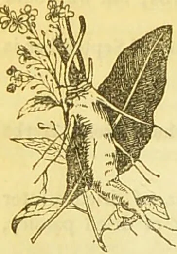An illustration from The book of household management : comprising information for the mistress ... also, sanitary, medical, & legal memoranda; with a history of the origin, properties, and uses of all things connected with home life and comfort / by Mrs. Isabella Beeton., 1869, leaf 276