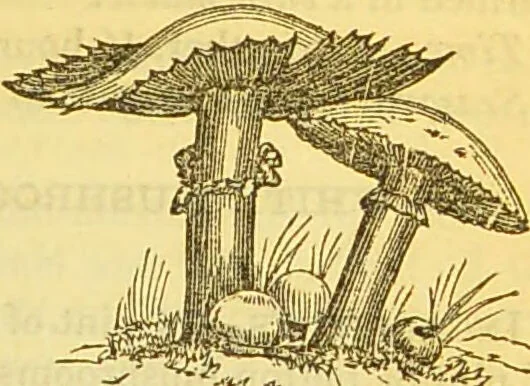 An illustration from The book of household management : comprising information for the mistress ... also, sanitary, medical, & legal memoranda; with a history of the origin, properties, and uses of all things connected with home life and comfort / by Mrs. Isabella Beeton., 1869, leaf 289