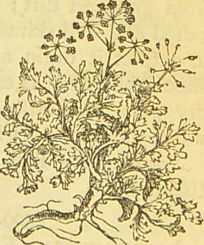An illustration from The book of household management : comprising information for the mistress ... also, sanitary, medical, & legal memoranda; with a history of the origin, properties, and uses of all things connected with home life and comfort / by Mrs. Isabella Beeton., 1869, leaf 299