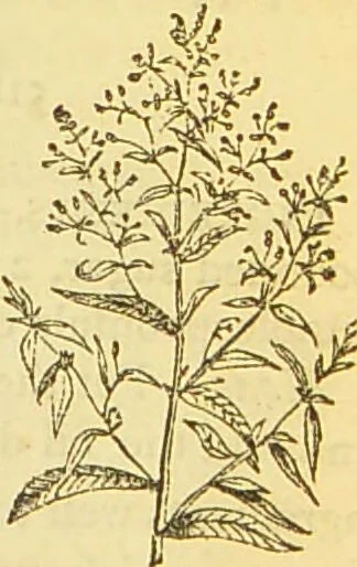 An illustration from The book of household management : comprising information for the mistress ... also, sanitary, medical, & legal memoranda; with a history of the origin, properties, and uses of all things connected with home life and comfort / by Mrs. Isabella Beeton., 1869, leaf 303
