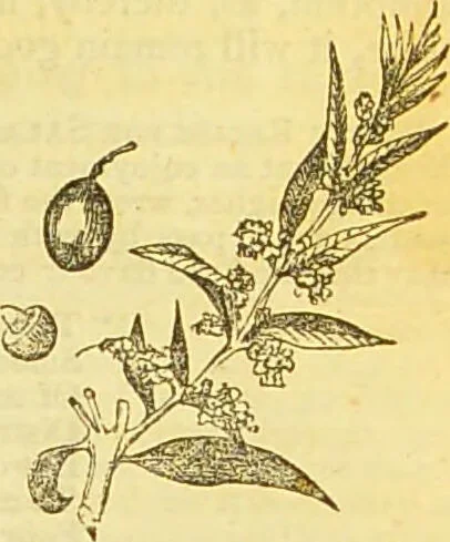 An illustration from The book of household management : comprising information for the mistress ... also, sanitary, medical, & legal memoranda; with a history of the origin, properties, and uses of all things connected with home life and comfort / by Mrs. Isabella Beeton., 1869, leaf 305