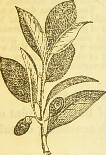 An illustration from The book of household management : comprising information for the mistress ... also, sanitary, medical, & legal memoranda; with a history of the origin, properties, and uses of all things connected with home life and comfort / by Mrs. Isabella Beeton., 1869, leaf 308