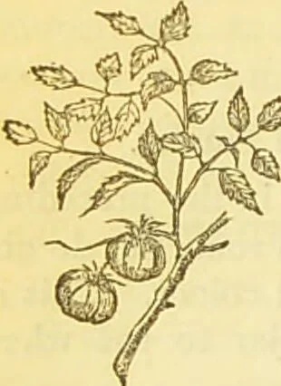 An illustration from The book of household management : comprising information for the mistress ... also, sanitary, medical, & legal memoranda; with a history of the origin, properties, and uses of all things connected with home life and comfort / by Mrs. Isabella Beeton., 1869, leaf 316