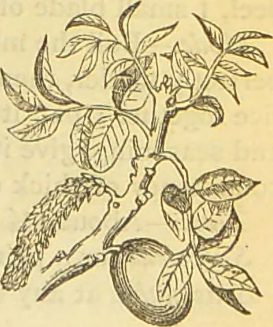 An illustration from The book of household management : comprising information for the mistress ... also, sanitary, medical, & legal memoranda; with a history of the origin, properties, and uses of all things connected with home life and comfort / by Mrs. Isabella Beeton., 1869, leaf 319