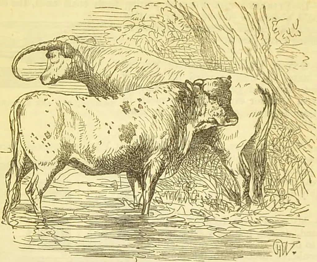 An illustration from The book of household management : comprising information for the mistress ... also, sanitary, medical, & legal memoranda; with a history of the origin, properties, and uses of all things connected with home life and comfort / by Mrs. Isabella Beeton., 1869, leaf 332