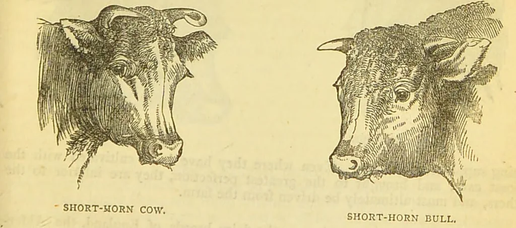 An illustration from The book of household management : comprising information for the mistress ... also, sanitary, medical, & legal memoranda; with a history of the origin, properties, and uses of all things connected with home life and comfort / by Mrs. Isabella Beeton., 1869, leaf 335