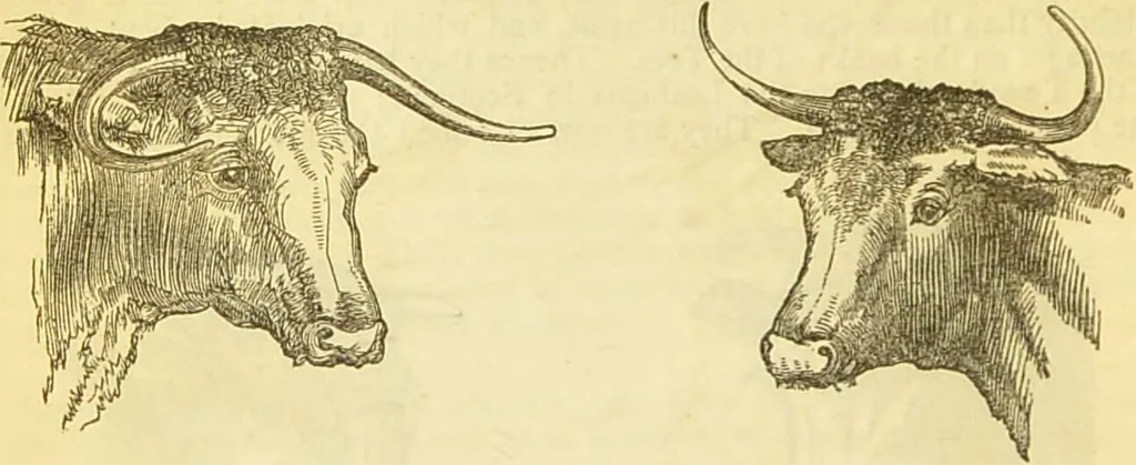An illustration from The book of household management : comprising information for the mistress ... also, sanitary, medical, & legal memoranda; with a history of the origin, properties, and uses of all things connected with home life and comfort / by Mrs. Isabella Beeton., 1869, leaf 336