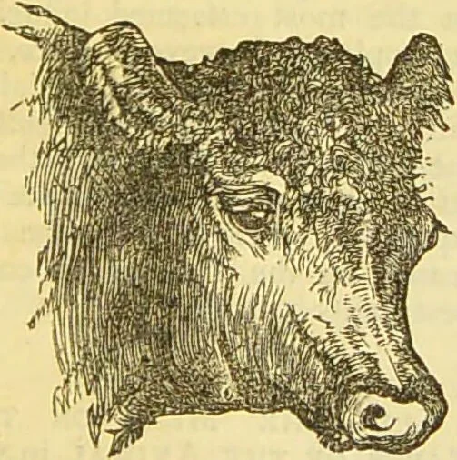 An illustration from The book of household management : comprising information for the mistress ... also, sanitary, medical, & legal memoranda; with a history of the origin, properties, and uses of all things connected with home life and comfort / by Mrs. Isabella Beeton., 1869, leaf 337