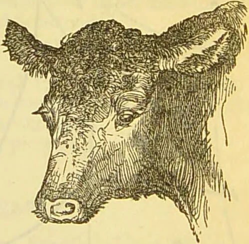 An illustration from The book of household management : comprising information for the mistress ... also, sanitary, medical, & legal memoranda; with a history of the origin, properties, and uses of all things connected with home life and comfort / by Mrs. Isabella Beeton., 1869, leaf 337