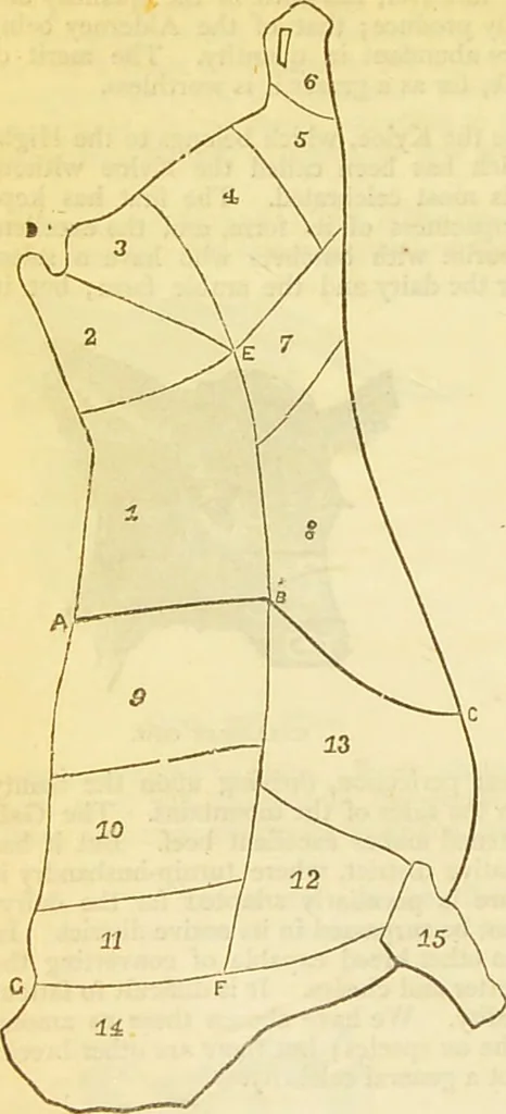 An illustration from The book of household management : comprising information for the mistress ... also, sanitary, medical, & legal memoranda; with a history of the origin, properties, and uses of all things connected with home life and comfort / by Mrs. Isabella Beeton., 1869, leaf 338