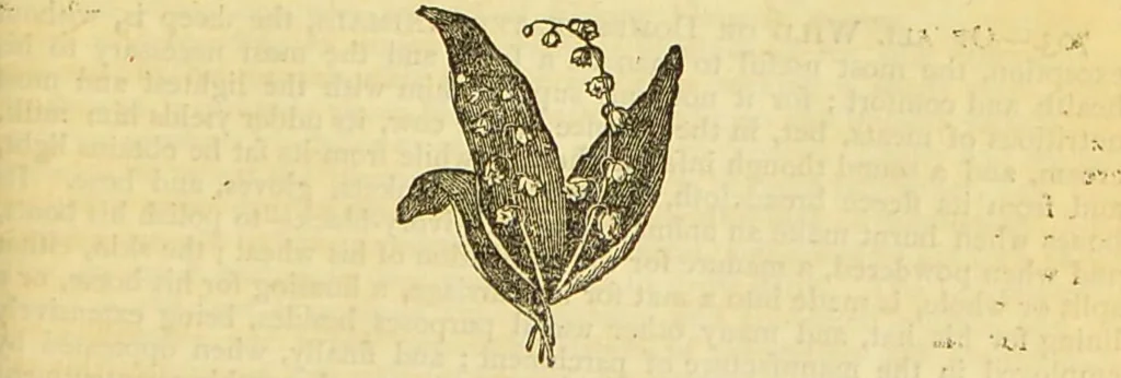An illustration from The book of household management : comprising information for the mistress ... also, sanitary, medical, & legal memoranda; with a history of the origin, properties, and uses of all things connected with home life and comfort / by Mrs. Isabella Beeton., 1869, leaf 381