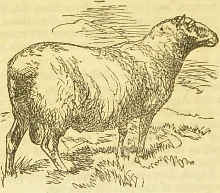 An illustration from The book of household management : comprising information for the mistress ... also, sanitary, medical, & legal memoranda; with a history of the origin, properties, and uses of all things connected with home life and comfort / by Mrs. Isabella Beeton., 1869, leaf 386