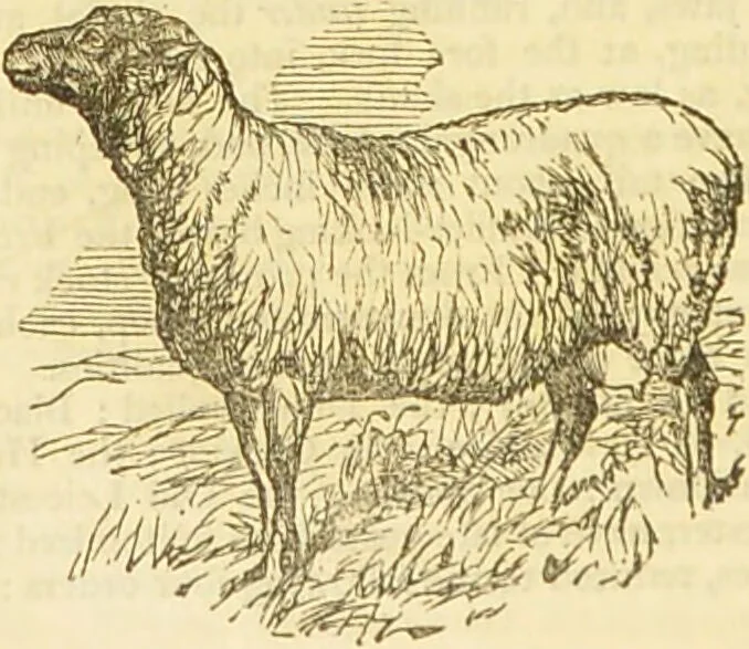 An illustration from The book of household management : comprising information for the mistress ... also, sanitary, medical, & legal memoranda; with a history of the origin, properties, and uses of all things connected with home life and comfort / by Mrs. Isabella Beeton., 1869, leaf 386