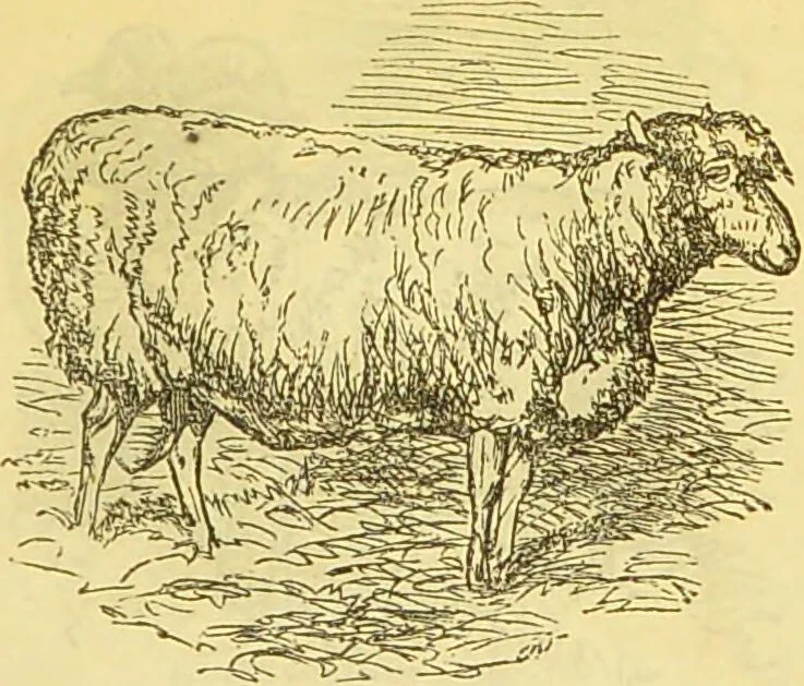 An illustration from The book of household management : comprising information for the mistress ... also, sanitary, medical, & legal memoranda; with a history of the origin, properties, and uses of all things connected with home life and comfort / by Mrs. Isabella Beeton., 1869, leaf 387