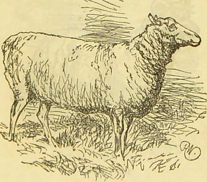 An illustration from The book of household management : comprising information for the mistress ... also, sanitary, medical, & legal memoranda; with a history of the origin, properties, and uses of all things connected with home life and comfort / by Mrs. Isabella Beeton., 1869, leaf 387
