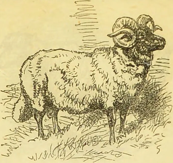 An illustration from The book of household management : comprising information for the mistress ... also, sanitary, medical, & legal memoranda; with a history of the origin, properties, and uses of all things connected with home life and comfort / by Mrs. Isabella Beeton., 1869, leaf 388