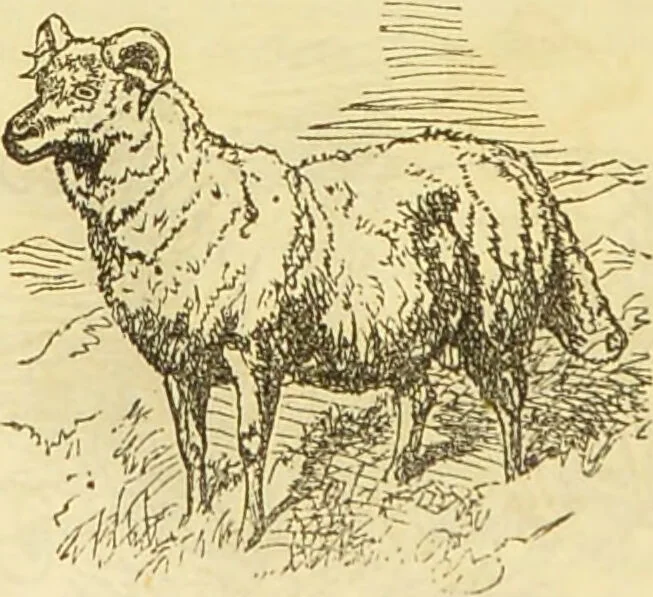 An illustration from The book of household management : comprising information for the mistress ... also, sanitary, medical, & legal memoranda; with a history of the origin, properties, and uses of all things connected with home life and comfort / by Mrs. Isabella Beeton., 1869, leaf 388