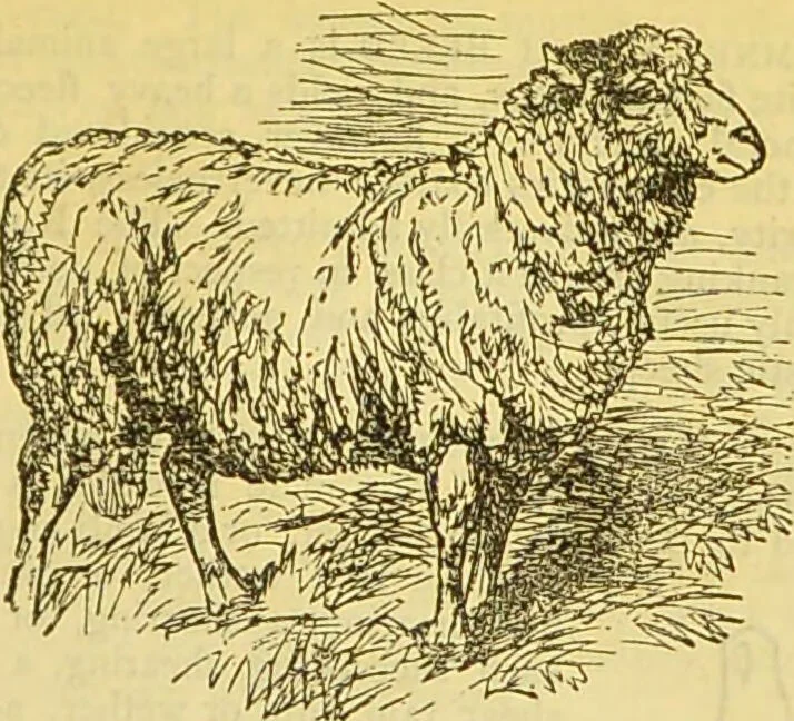 An illustration from The book of household management : comprising information for the mistress ... also, sanitary, medical, & legal memoranda; with a history of the origin, properties, and uses of all things connected with home life and comfort / by Mrs. Isabella Beeton., 1869, leaf 389