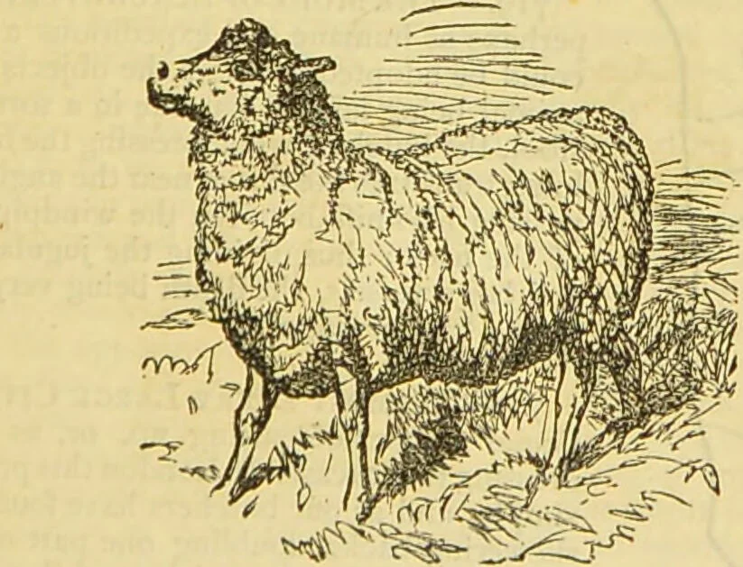 An illustration from The book of household management : comprising information for the mistress ... also, sanitary, medical, & legal memoranda; with a history of the origin, properties, and uses of all things connected with home life and comfort / by Mrs. Isabella Beeton., 1869, leaf 389