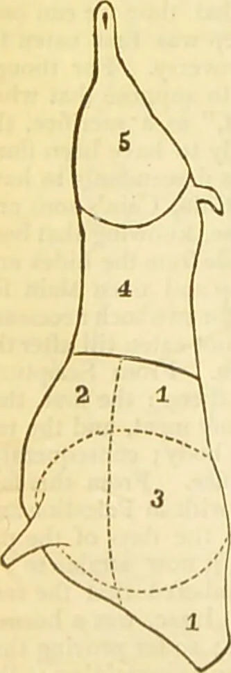 An illustration from The book of household management : comprising information for the mistress ... also, sanitary, medical, & legal memoranda; with a history of the origin, properties, and uses of all things connected with home life and comfort / by Mrs. Isabella Beeton., 1869, leaf 392
